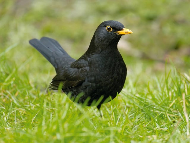 Big Garden Birdwatch
Blackbird