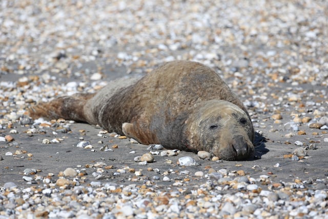 The seal in East Wittering