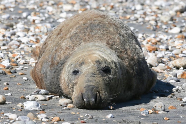 The seal in East Wittering