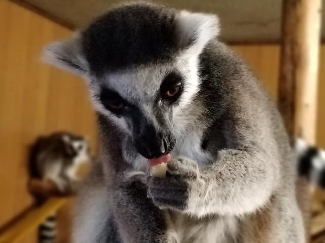 Lockdown at Hamerton Zoo Park