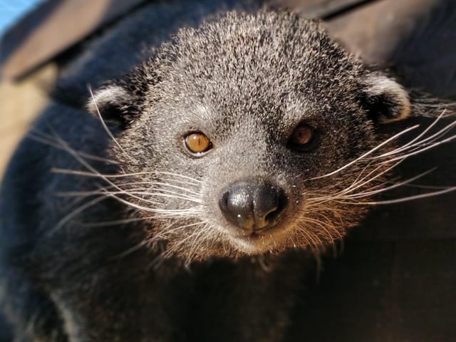 Lockdown at Hamerton Zoo Park