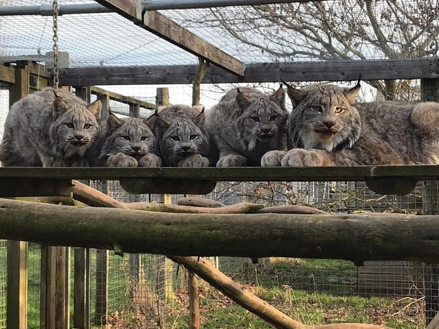 Lockdown at Hamerton Zoo Park