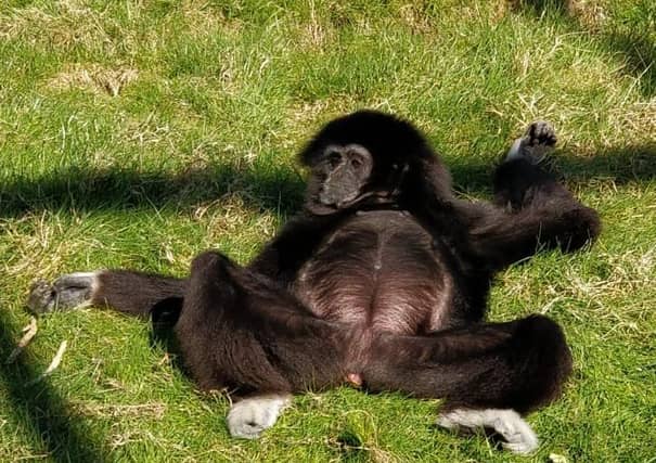 Lockdown at Hamerton Zoo Park
