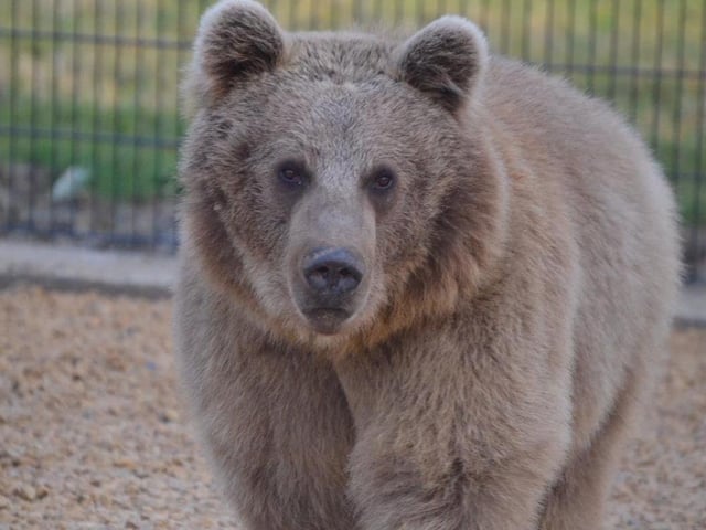 Lockdown at Hamerton Zoo Park