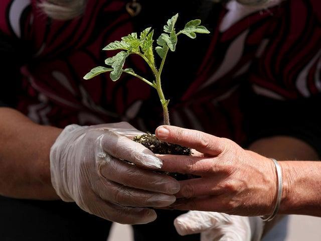 Last week, the Chron published a list of Northampton garden centres that are still open to support gardeners during the lockdown - see the full list here: https://bit.ly/39UTrqy