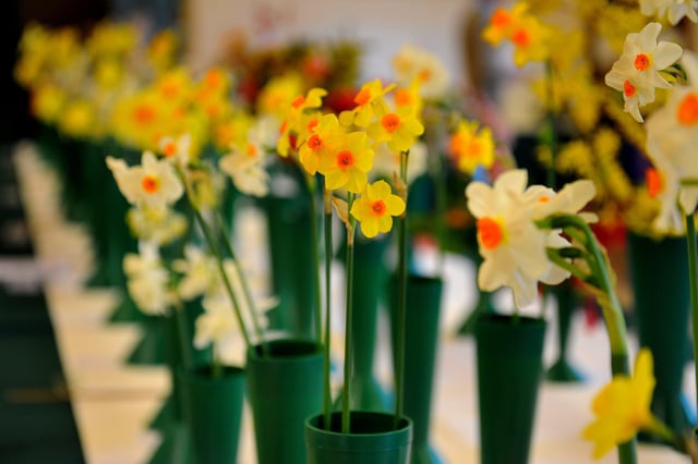 Newick Horticultural Society spring show 2019. Picture: Steve Robards SR1908441