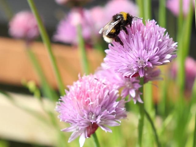 Debbie Minter, Shoreham
