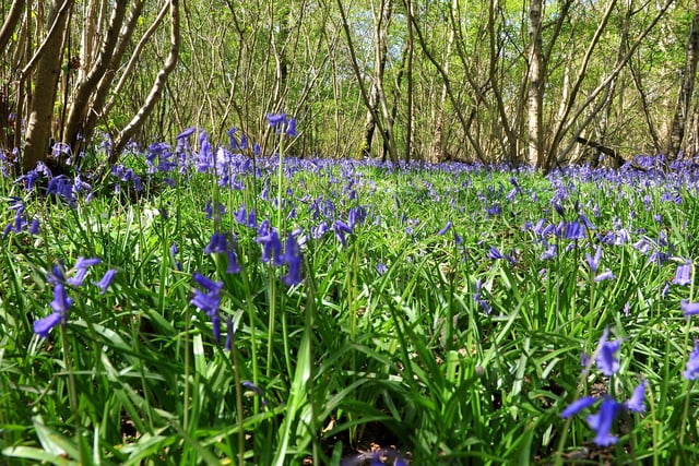Countryside Bluebell scenic. ZZ Pic Steve Robards SR2004151 SUS-200415-173426001