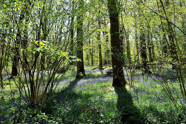Countryside Bluebell scenic. ZZ Pic Steve Robards SR2004151 SUS-200415-173512001