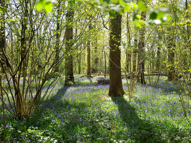 Countryside Bluebell scenic. ZZ Pic Steve Robards SR2004151 SUS-200415-173523001