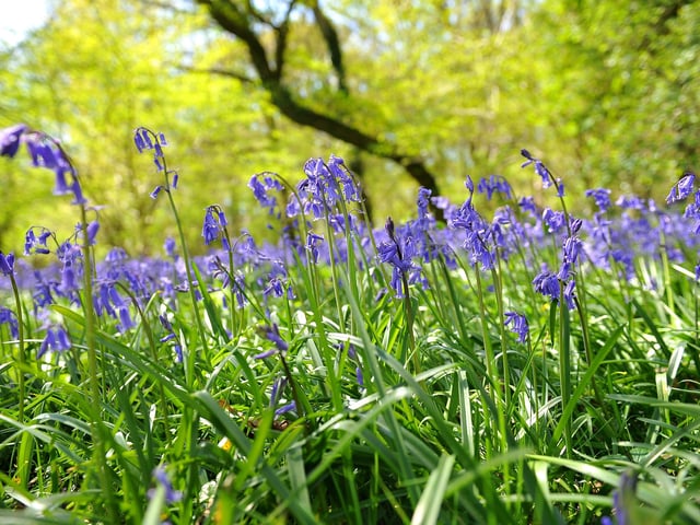 Countryside Bluebell scenic. ZZ Pic Steve Robards SR2004151 SUS-200415-173534001