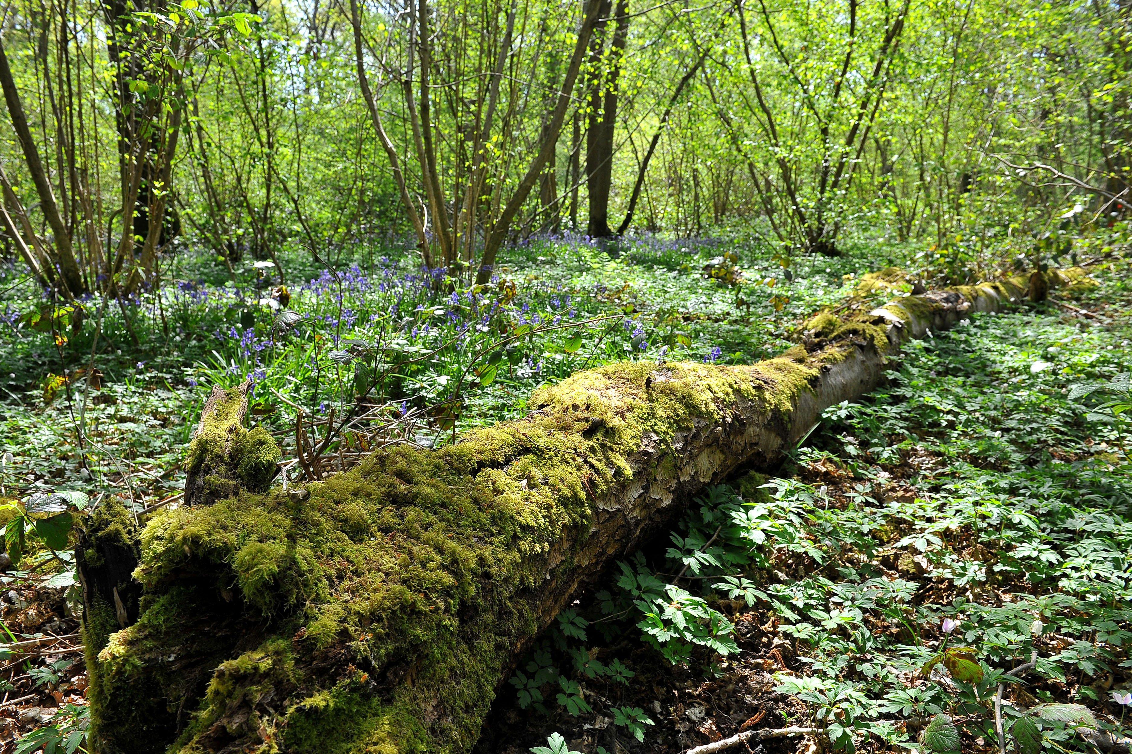 Countryside Bluebell scenic. ZZ Pic Steve Robards SR2004151 SUS-200415-173340001