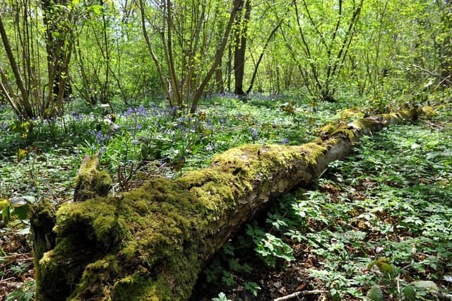 Countryside Bluebell scenic. ZZ Pic Steve Robards SR2004151 SUS-200415-173340001