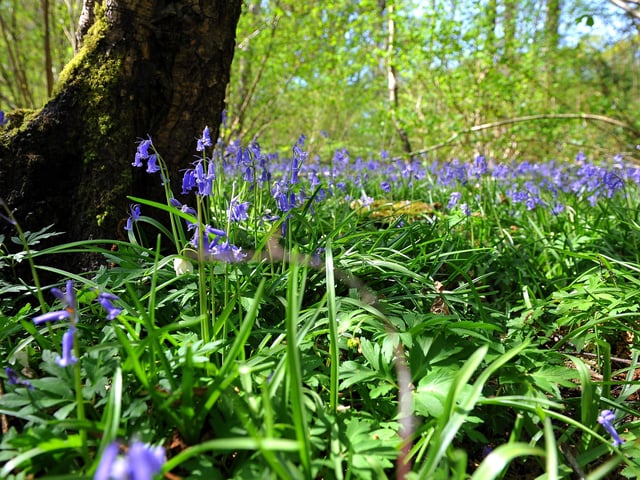 Countryside Bluebell scenic. ZZ Pic Steve Robards SR2004151 SUS-200415-173210001