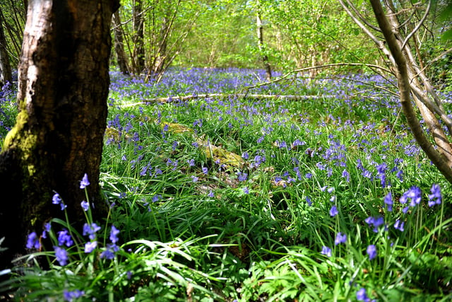 Countryside Bluebell scenic. ZZ Pic Steve Robards SR2004151 SUS-200415-173221001