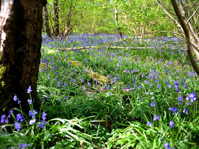Countryside Bluebell scenic. ZZ Pic Steve Robards SR2004151 SUS-200415-173221001