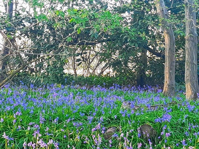 Knepp Castle Estate