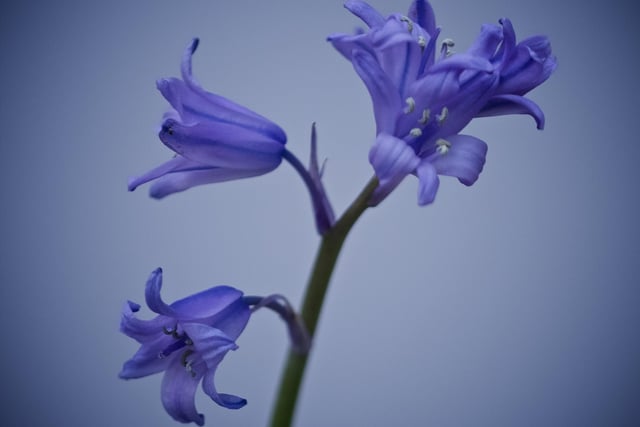 Martin Rumary took this close up image of a bluebell. SUS-200422-102702001