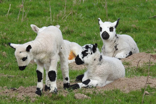 Newborn lambs in Westham, Pevensey. enjoying the sunshine. By Rob Torre. SUS-200422-103911001