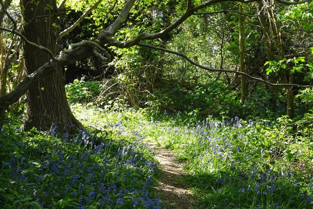 Bluebells in Pickens Wood, Stone Cross, on April 20, taken by Ken Stevenson using a Sony Cybershot DSC-WX350. SUS-200422-110757001