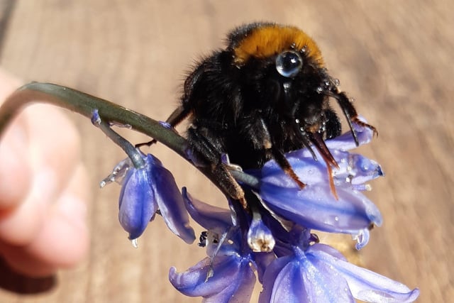 Joseph Clifford, 11, took this picture of a bee on a bluebell with an iPhone 7. SUS-200422-111943001