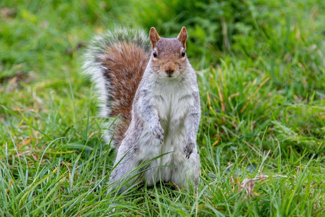 Squirrel social distancing in Gildredge park, taken by Barry Davis using a Canon 5d mark iii. SUS-200422-112451001