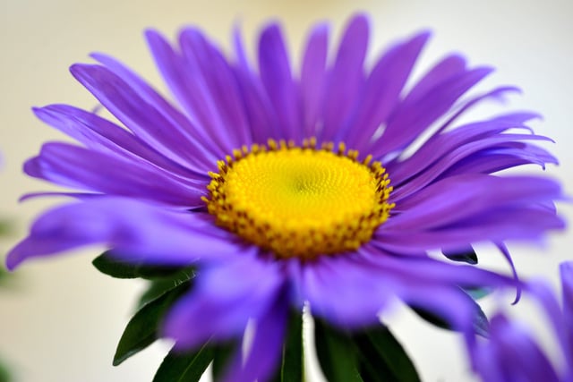 Billingshurst Horticultural Society flower show. Pic Steve Robards SR1821419 SUS-180820-105245001