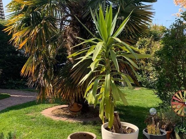 Arlene Bone said: "This part of my garden in the sunshine made me smile, felt like I was somewhere tropical." EMN-200423-152807001