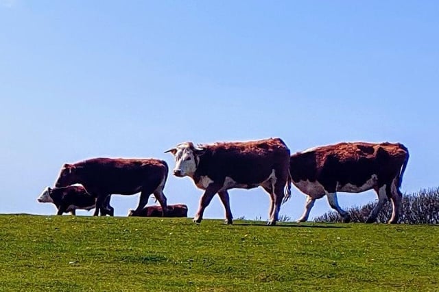 Marilyn Milton took this shot of cows on the Downs during a circular walk from East Dean through Birling gap, using a Samsung Galaxy mobile phone camera. SUS-200428-102531001