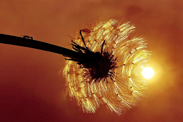 Stella Ward took this striking photo of a dandelion in the sun in her garden on Friday April 24.c SUS-200428-103904001