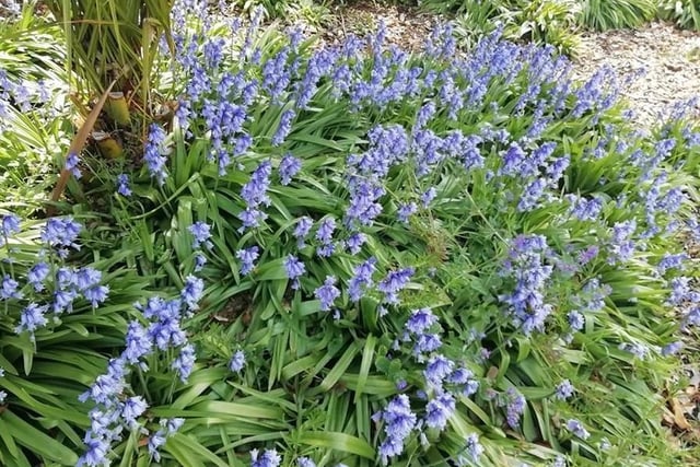 Bluebells in Eastbourne, by Louise Birnie. SUS-200428-111938001