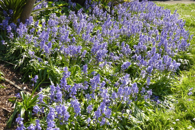 A bank of bluebells by Susan Drynan, who came across them on her daily walk. SUS-200428-114434001
