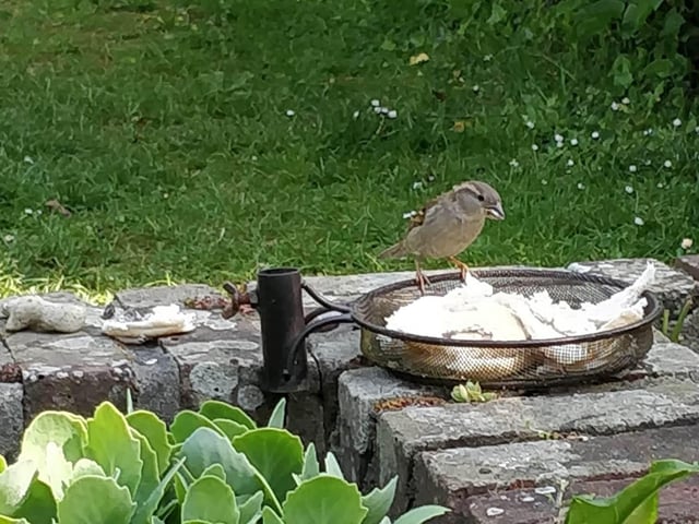 Amanda Baker snapped this bird in her garden