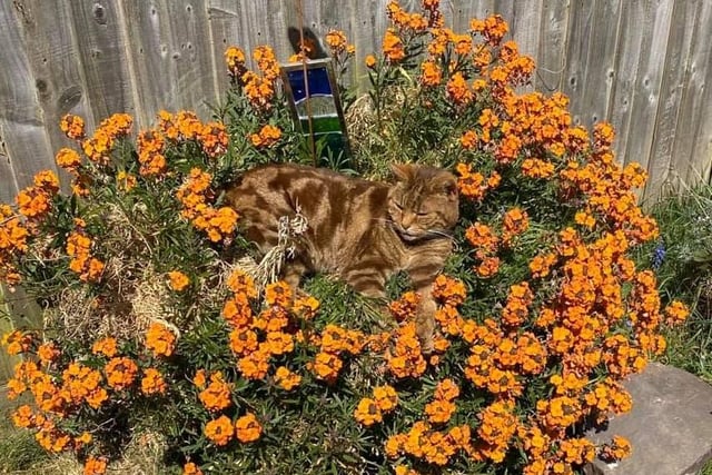 Laura Gray shared this photo of Camouflage Kitty, aka Truffle