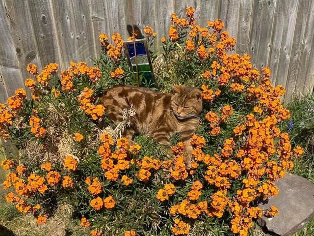 Laura Gray shared this photo of Camouflage Kitty, aka Truffle