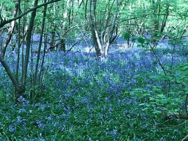 Great Lordings wood in Billingshurst by Tony White