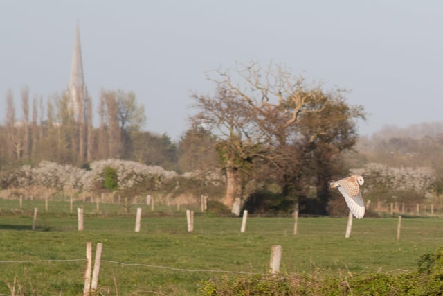 Charlotte Woods snapped this photo of a barn owl in flight near Fishbourne