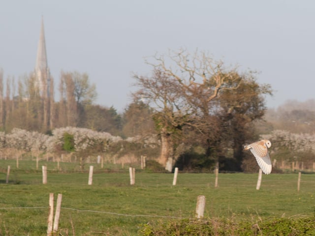 Charlotte Woods snapped this photo of a barn owl in flight near Fishbourne