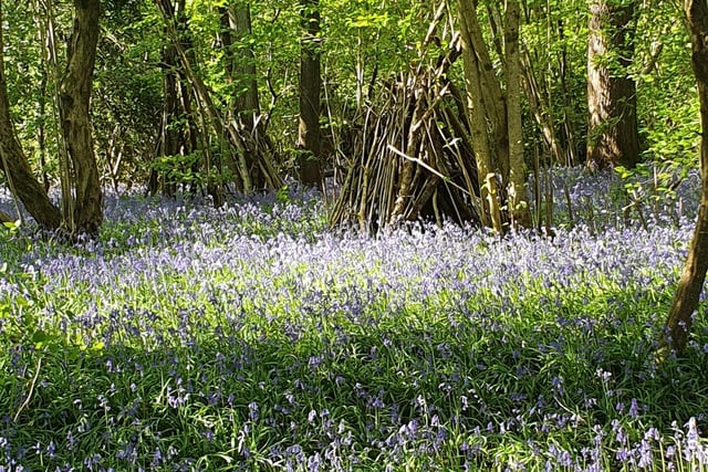 Bluebells off the old railway track path at Slinfold by Amanda Orsaria