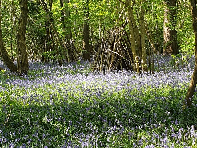 Bluebells off the old railway track path at Slinfold by Amanda Orsaria