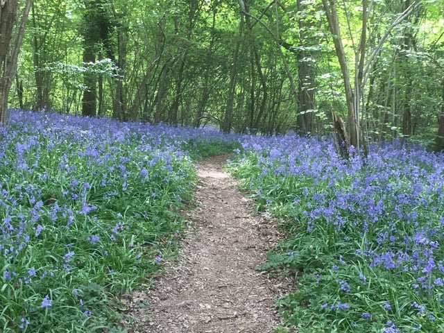 Great Lordings wood in Billingshurst by Susan White