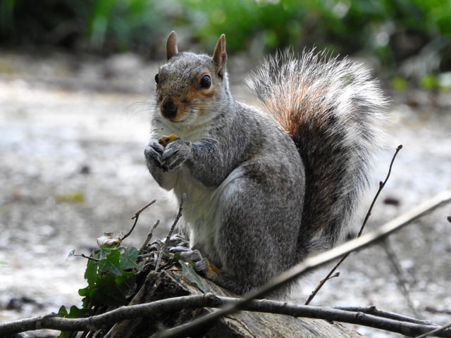 Sandra Monk from Southwater took this picture of a squirrel was eating his breakfast and enjoying the sunshine weather