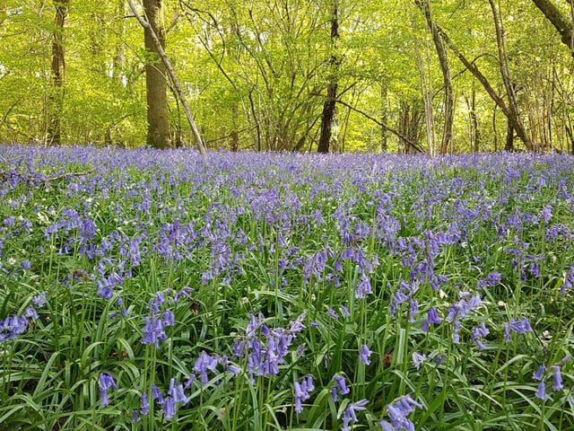 Bluebells at Lordings wood, Billingshurst by Natalie Evans
