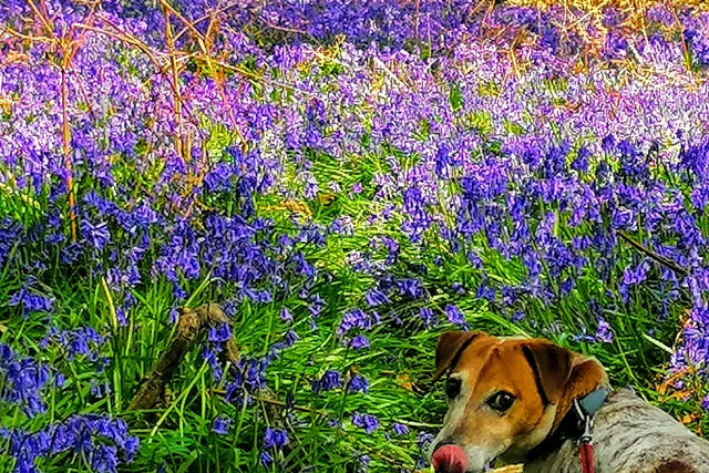 Bluebells in Mannings Heath by Fiona Williams