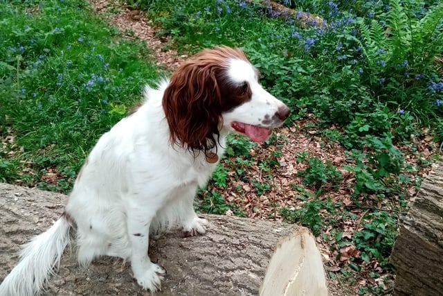 James Tolson from Amberley snapped this picture of his dog among the bluebells