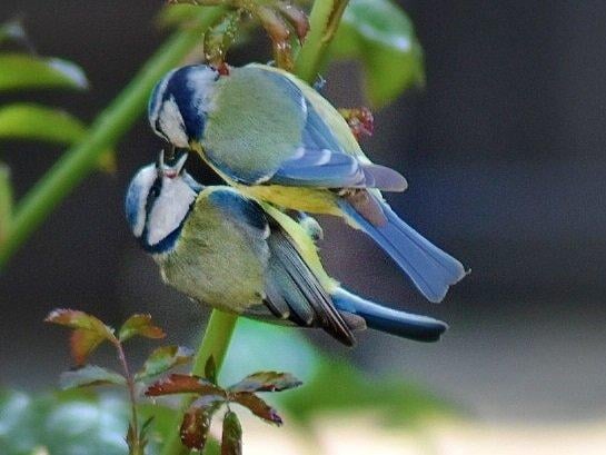 Teresa Williams sent in this picture of blue tits feeding each other in her garden
