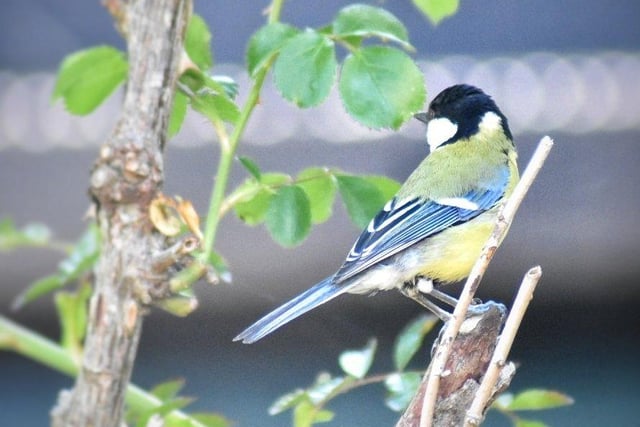 Teresa Williams sent in this picture of a great tit in her garden