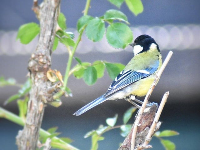 Teresa Williams sent in this picture of a great tit in her garden