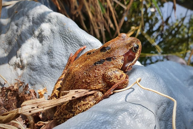 Teresa Williams snapped this frog keeping watch over the pond in her garden