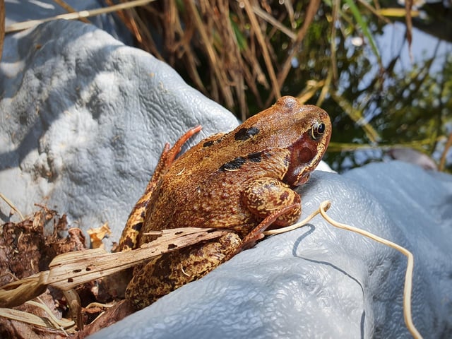 Teresa Williams snapped this frog keeping watch over the pond in her garden
